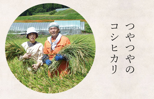 つやつやのコシヒカリ